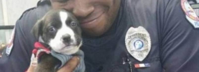 Durante investigao em abrigo de animais, policial adota filhotinho