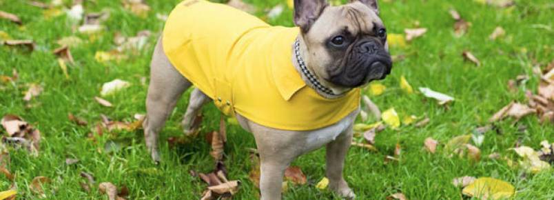Capa de chuva para cães