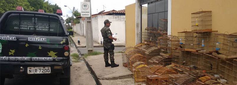 Idoso é preso com mais de 50 pássaros e pode pegar multa de R$ 26 mil