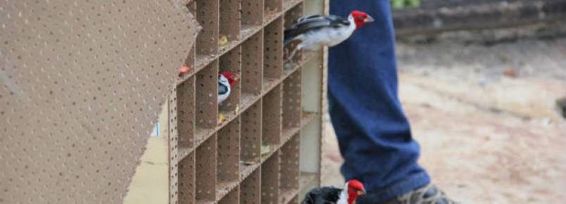 Liberdade: 244 aves presas ilegalmente voltam para a natureza