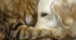 Curso Online: Patologia Veterinria Especial de Ces e Gatos