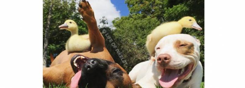Cães se tornam melhores amigos de filhotes de patos órfãos