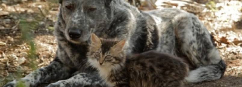 Cão mostra bom coração e adota gatinho com deficiência motora.