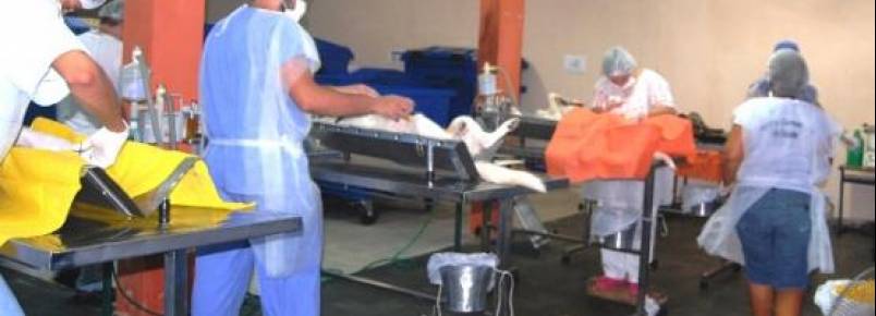 Zoonoses da Ilha recebe inscrições para novas castrações de cães e gatos