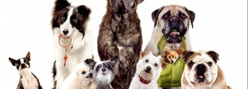 Sequestro de animais domésticos está cada vez mais comum
