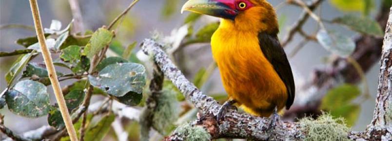 Reserva Mata do Passarinho evita a extino de aves ameaadas em Minas