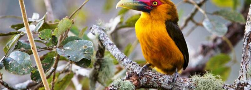 Reserva Mata do Passarinho evita a extinção de aves ameaçadas em Minas