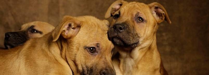 Fotógrafo luta para promover a adoção de animais de rua