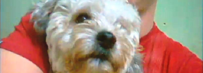 Cão desaparece de pet shop e deixa família desesperada.