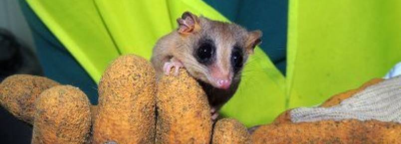 Projeto resgata 214 animais de área em obras da Raposo Tavares