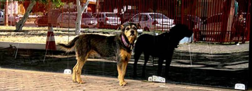 Cão passa quatro dias em frente a hospital após internação de dono