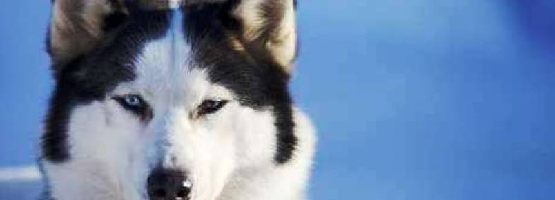 Falhas na pelagem de cães podem indicar Alopecia X