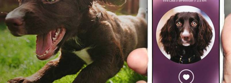 Aplicativo Au.dote conecta ONGS à pessoas e incentiva adoção de cães abandonados