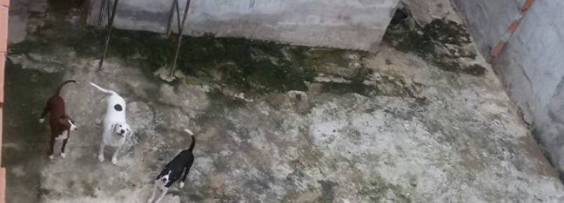 14 cães foram encontrados em casa que está abandonada há quase um mês