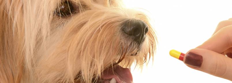 Como dar comprimidos para o cão