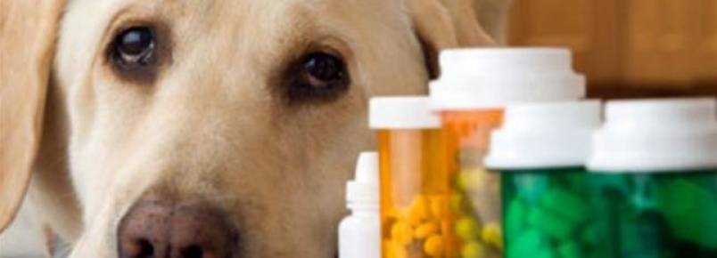 Remédios humanos proibidos para cães