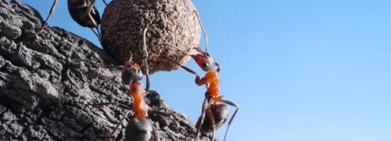 Curiosidades sobre as formigas