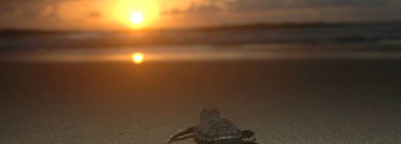 Hotis de Porto de Galinhas (PE) ajudam na conservao de tartarugas marinhas