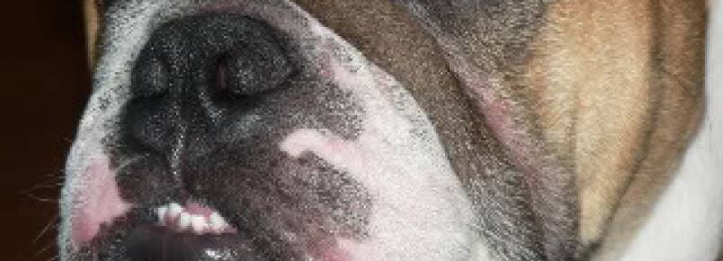 Você sabia que os cachorros podem ter espinhas? 
