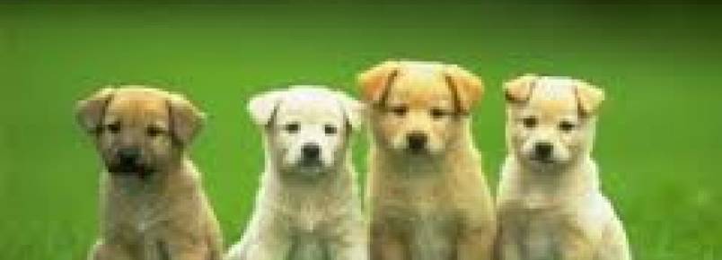 Vereadores aprovam projeto que proíbe abandono de animais domésticos nas ruas de Ribeirão Preto