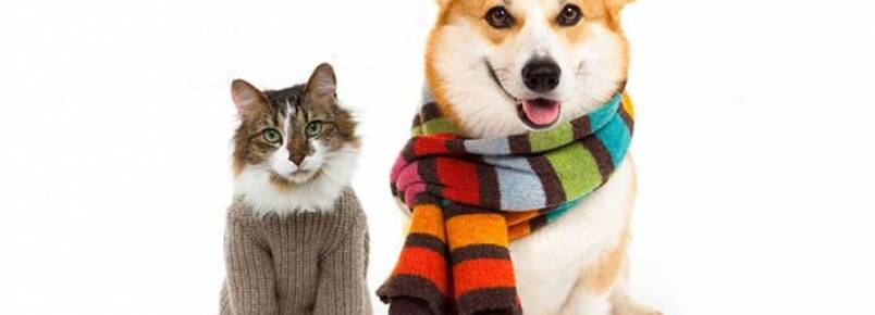 Adote lança campanha para arrecadar roupinhas para animais