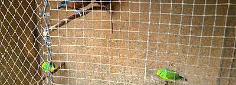 Aves em cativeiro são recolhidas em Itapema
