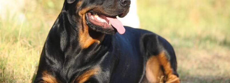 As caractersticas do co da raa Rottweiler