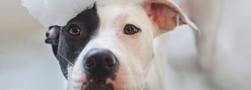 4 sinais de que você não está fazendo a limpeza do seu cão da forma correta
