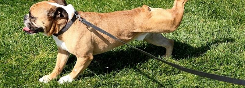 Por que os cachorros chutam para trás depois de defecarem?