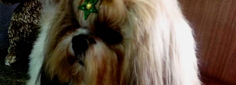 Leve seu cãozinho na Clinvet para ficar no clima da Copa do Mundo