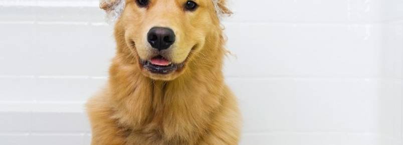 Banho no cachorro sem estresse: saiba como escolher o pet shop ideal