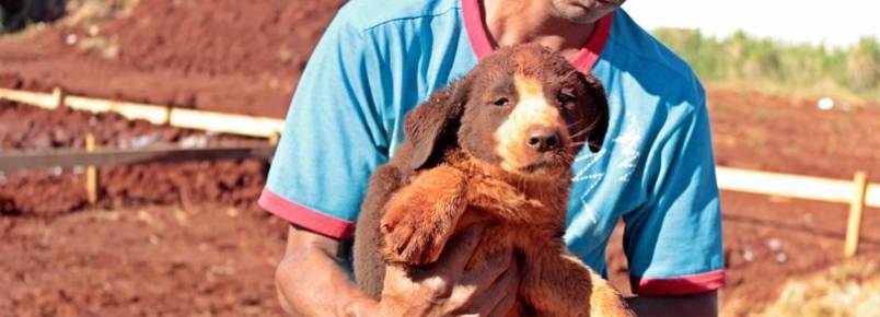 Bombeiros resgatam cachorro que caiu em buraco de 6 metros