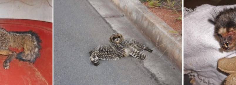 Meio Ambiente – Animais silvestres são resgatados em Bragança Paulista