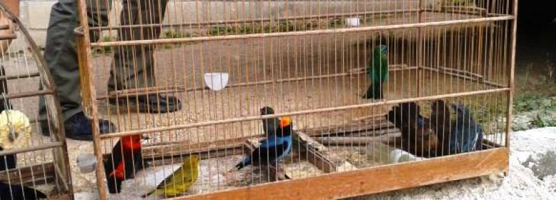 ICMBIO APREENDE 31 AVES SILVESTRES EM FLORIANÓPOLIS