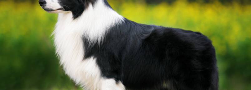 As raças de cachorro mais inteligentes do mundo