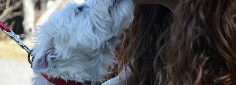 Como lidar com cães ciumentos?