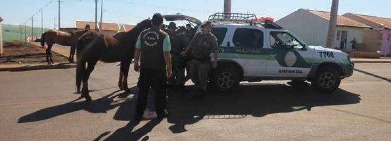 Secretaria de Meio Ambiente apreende 17 cavalos em Apucarana  