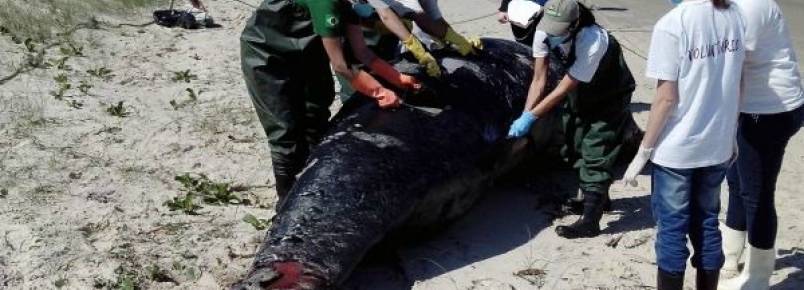 Saiba o que fazer quando uma baleia encalhar na praia