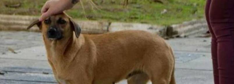 Joinvilense lança campanha para coletar chapas de raios x e ajudar animais abandonados