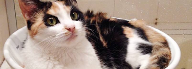 Banho em gatos: lambidas x chuveiro