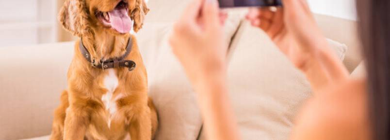 Você sabe tudo sobre o seu cão? Estes aplicativos poderão te ajudar