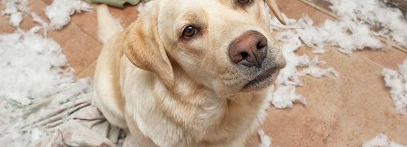 5 sinais de que seu cachorro está se sentindo solitário