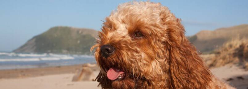 Cavoodle: uma raça de cachorro curiosa