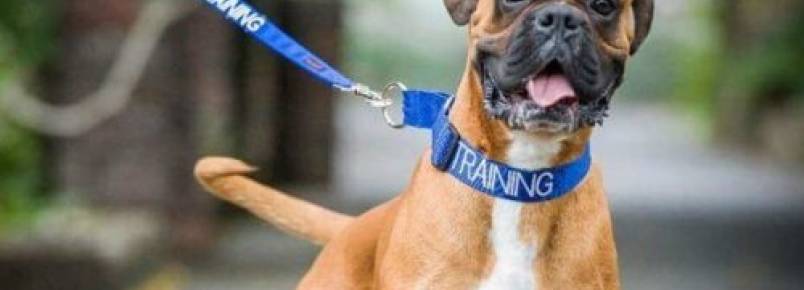 Por que meu cachorro “corre” quando está dormindo