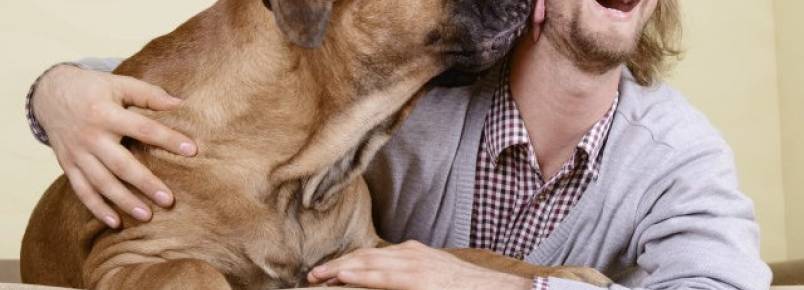 7 ideias incríveis para adaptar a casa ao seu cão