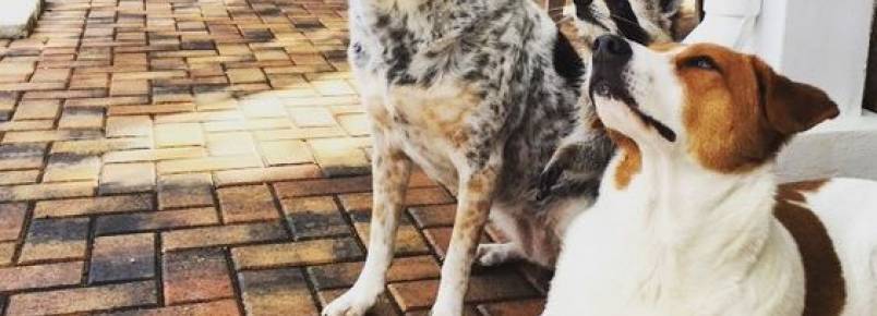 Guaxinim vive com cachorros e acha que é como eles