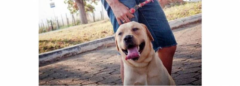 Publicitário passeia com Labrador