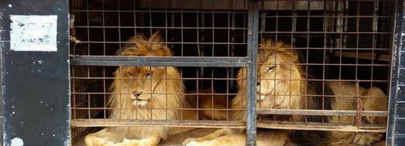 Leões explorados por circo desde filhotes são devolvidos à África