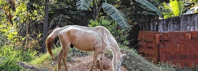 Cavalos so furtados do Centro de Controle de Zoonoses