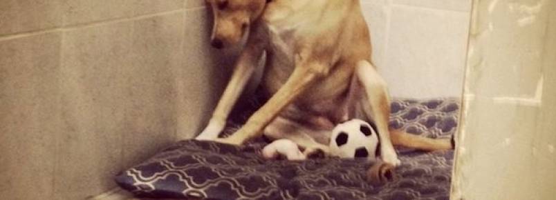 Cachorra fica desolada aps ser devolvida a abrigo e sua foto causa comoo no mundo todo